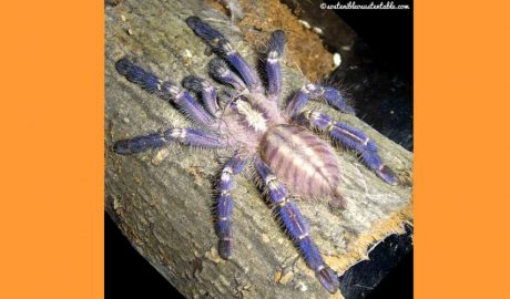 Un exemplar de taràntula blava