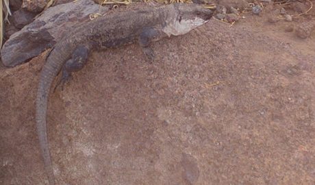 Un exemplar de Llangardaix Gegant de la Gomera
