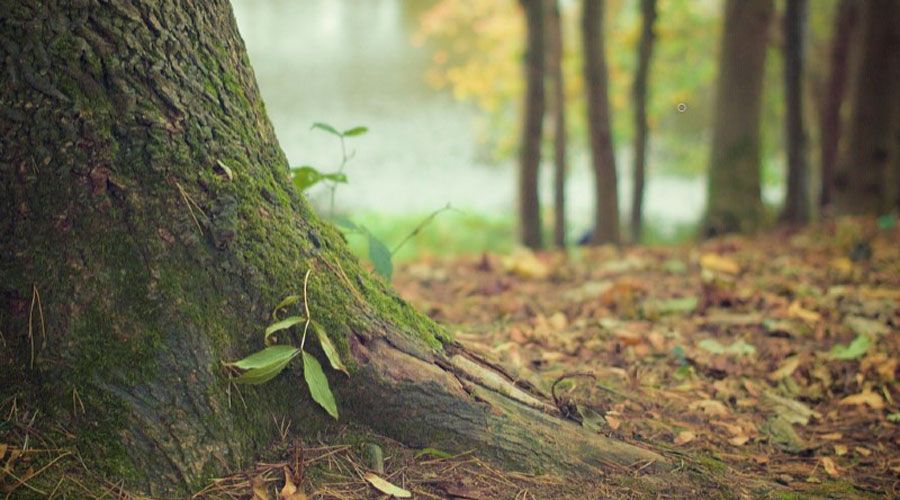 Un bosc de muntanya (Govern.cat)