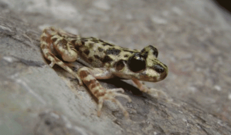 Un exemplar de Ferreret Balear