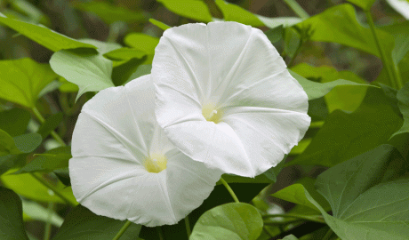 Un exemplar de flor de lluna