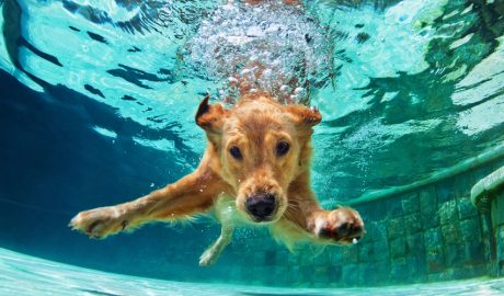 Gos banyant-se en un piscina