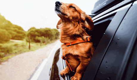 Un gos viatjant en un cotxe