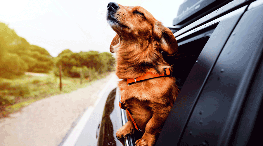Un gos viatjant en un cotxe (iStock)