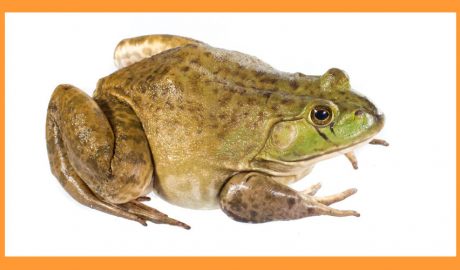 Un exemplar de granota toro