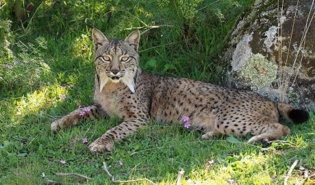 Un exemplar de linx ibèric