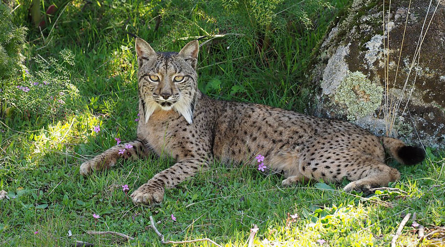 Un exemplar de linx ibèric (Sostenible o Sustentable)