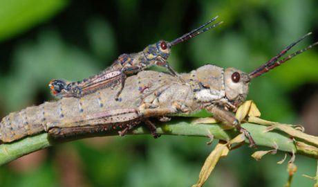 Exemplars de llagosta pla de La Palma