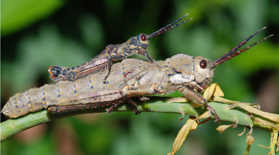 Exemplars de llagosta pla de La Palma (Sostenible o Sustentable)