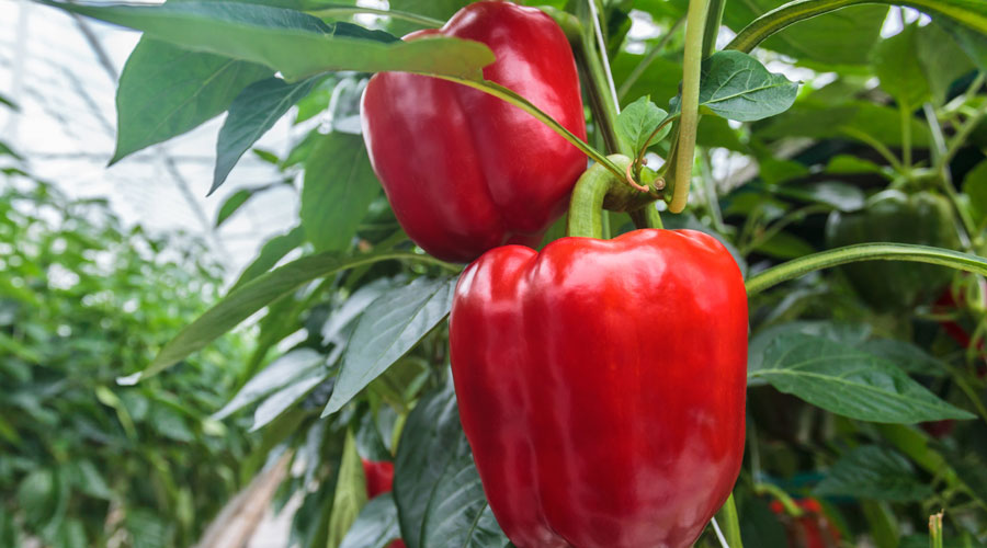 Una pebrotera amb pebrots vermells (iStock)