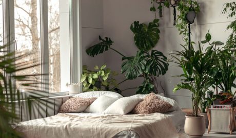 Plantes a l'interior d'una llar