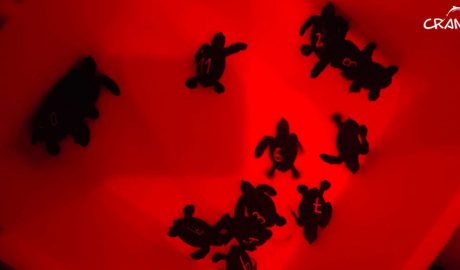 Tortugues nascudes al Delta de l'Ebre