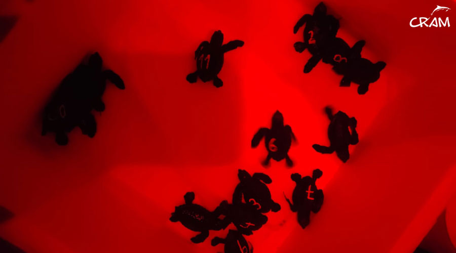 Tortugues nascudes al Delta de l'Ebre (CRAM)