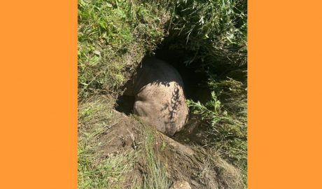 La vaca dins del forat abans de ser rescatada