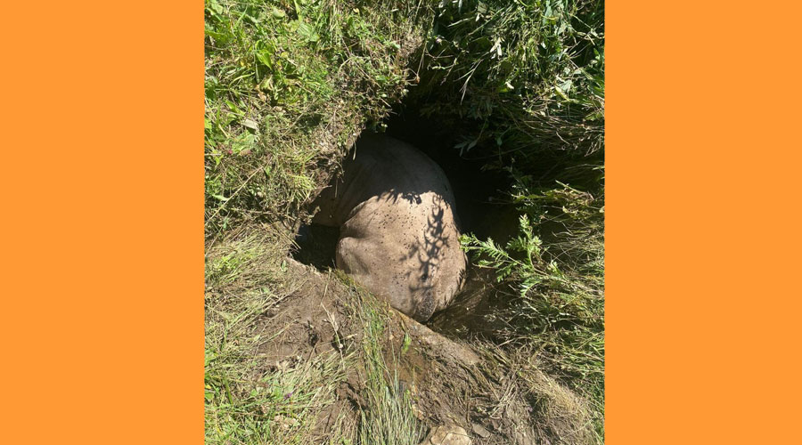 La vaca dins del forat abans de ser rescatada (Bombers.cat)
