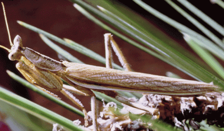 Un exemplar de Mantis Nana -Ameles Limbata-