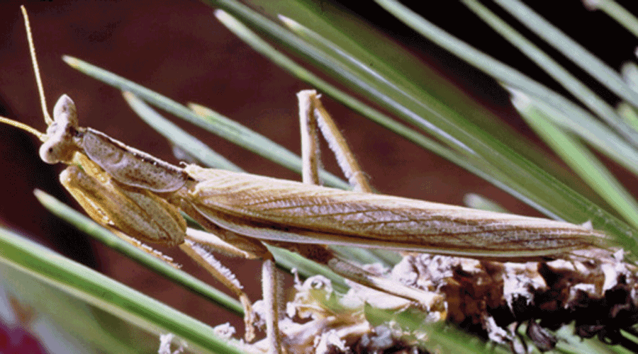 Un exemplar de Mantis Nana -Ameles Limbata- (Sostenible o Sustentable)