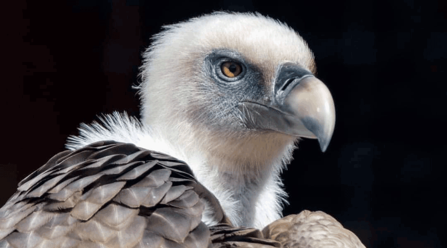Foto voltor: El Zoo del Pirineu és un centre especialitzat en aus rapinyaires ibèriques