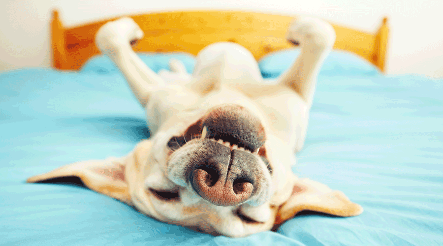 Un gos ben alegre (iStock)