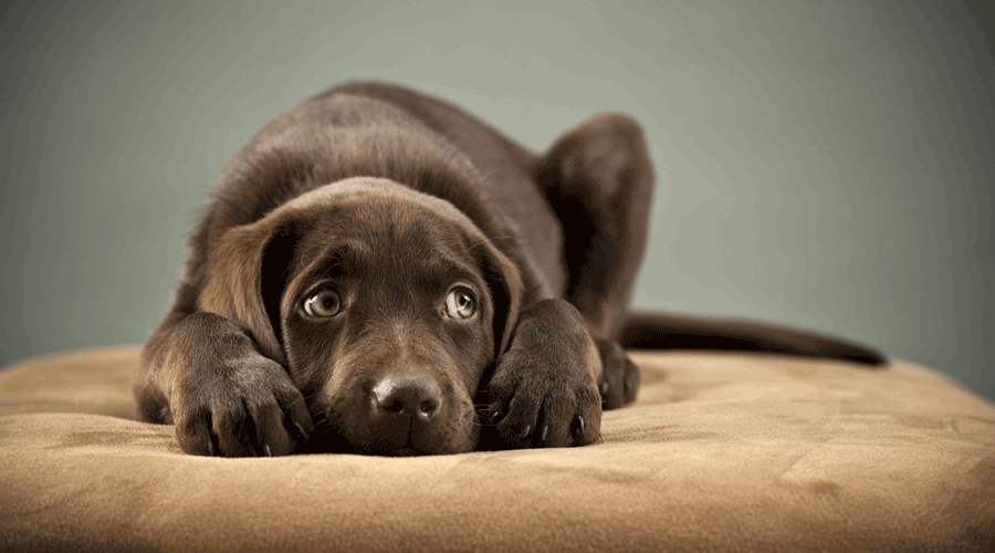 Un gos malalt (iStock)