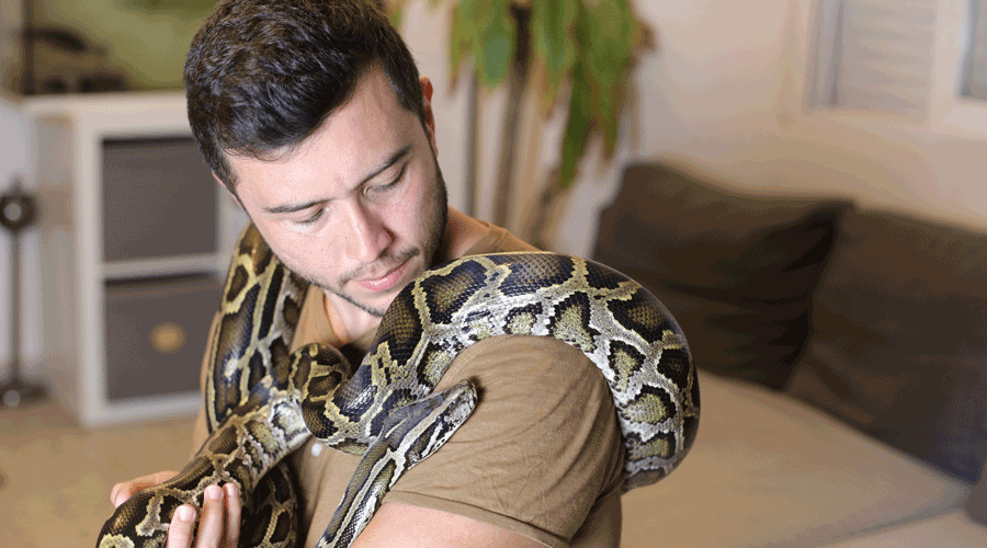 Un home manipulant una serp gran (iStock)
