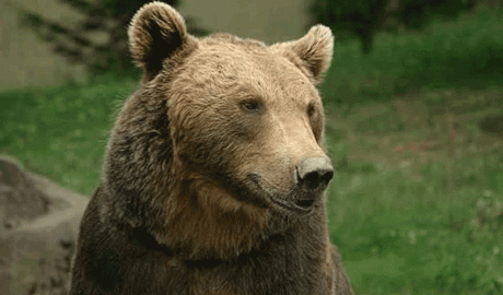 Un exemplar d'os bru dels Pirineus