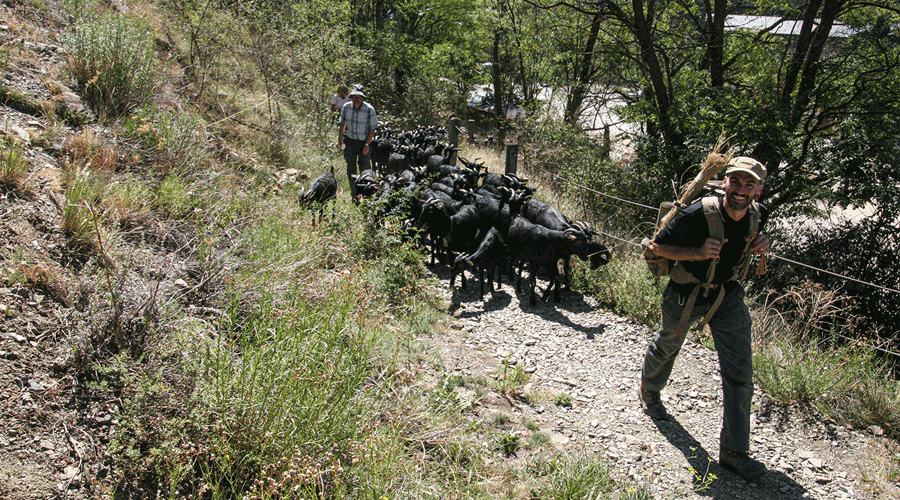 Daniel Giraldo, ramader del Baix Camp, amb les seves cabres (Foto: Ajuntament de Llívia / JPV)