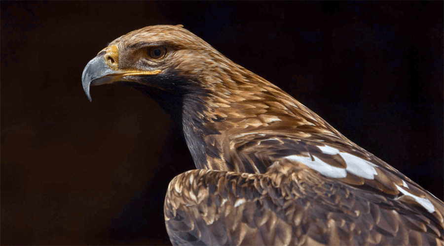 L’àguila imperial. Foto: Raül Carmona Garcia