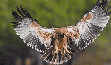 Un exemplar jove d'àliga imperial ibèrica