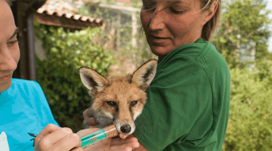 Martí, la guineu invident que sobreviu gràcies a les cures del Zoo del Pirineu (Zoo)