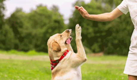 Un gos sent ensinistrat en positiu