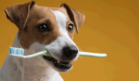 Un gos amb ganes de jugar