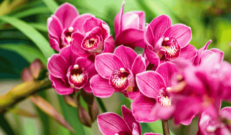 Una orquídia