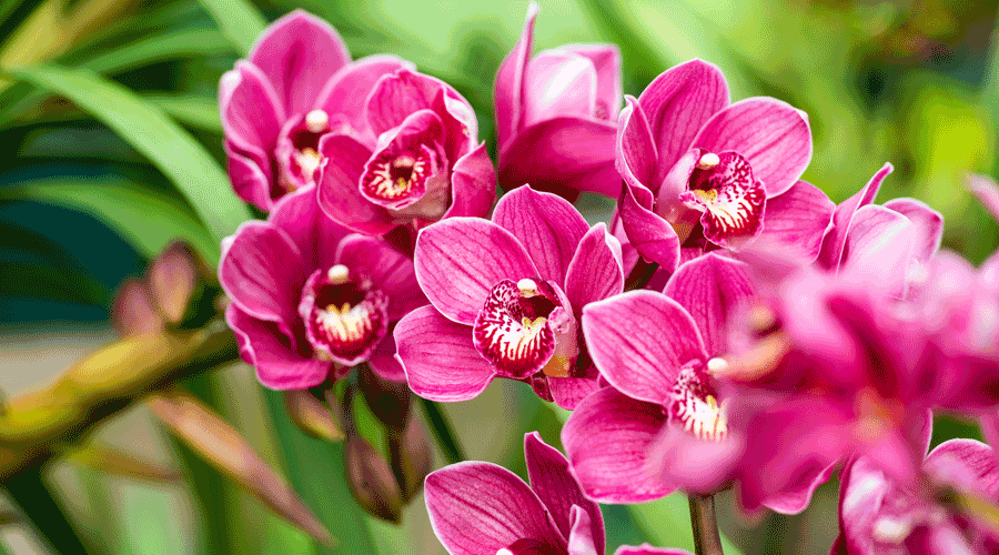 Una orquídia (iStock)