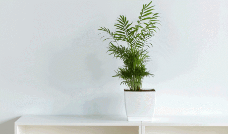 Una planta d'interior purificadora d'aire