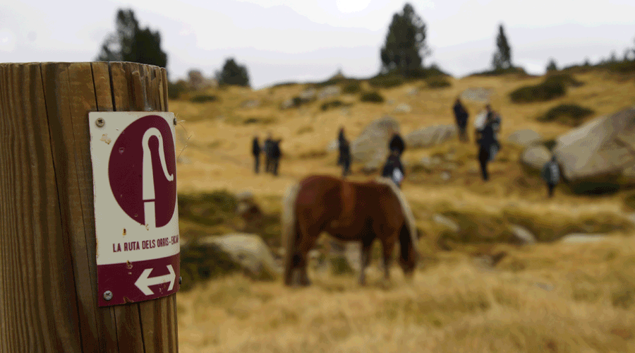 Indicador senyalitzant la Ruta dels Orris (Comú d'Encamp)