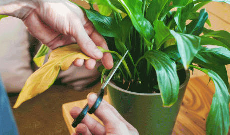 Una persona tallant la fulla seca d'una planta