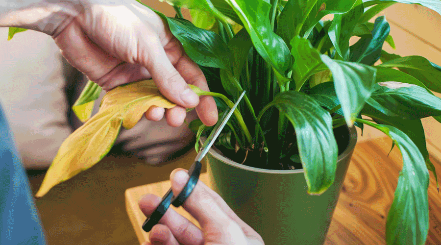 Una persona tallant la fulla seca d'una planta (iStock)