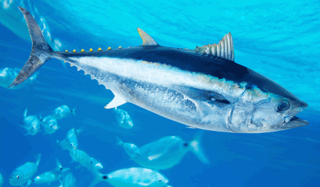 Un exemplar de tonyina, rica en omega-3