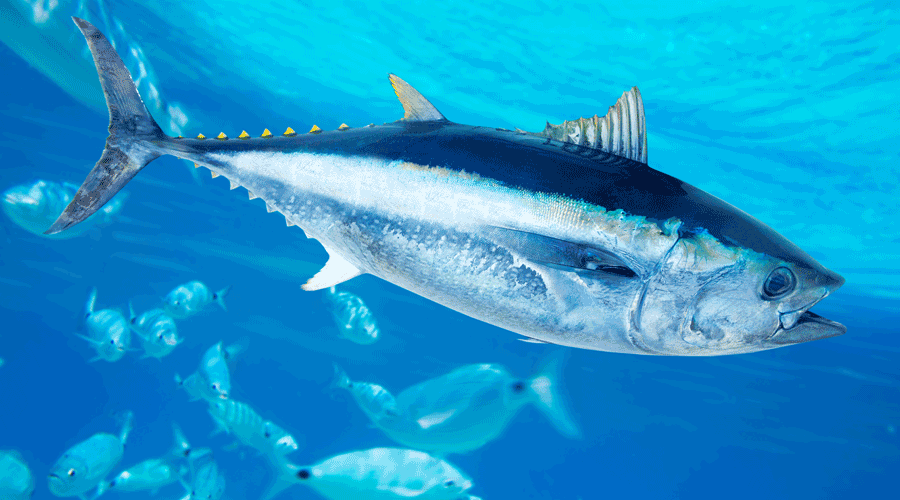 Un exemplar de tonyina, rica en omega-3 (Getty images)