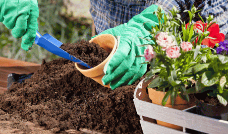 Com trasplantar una planta de forma adequada