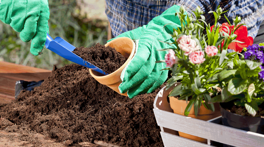 Preparació per a trasplantar una planta (Getty images)