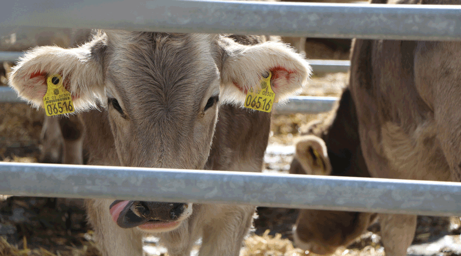 Un parell de vaques andorranes a la Fira concurs del bestiar (Consell General)