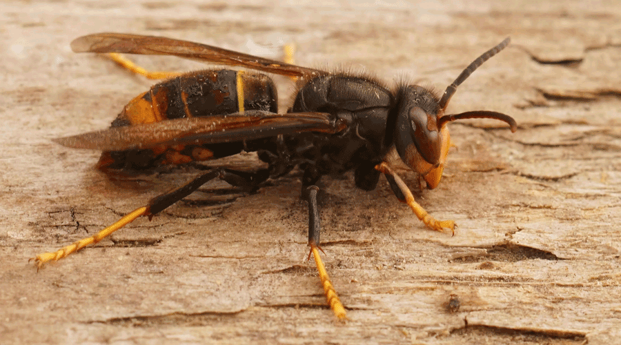 Un exemplar de vespa asiàtica