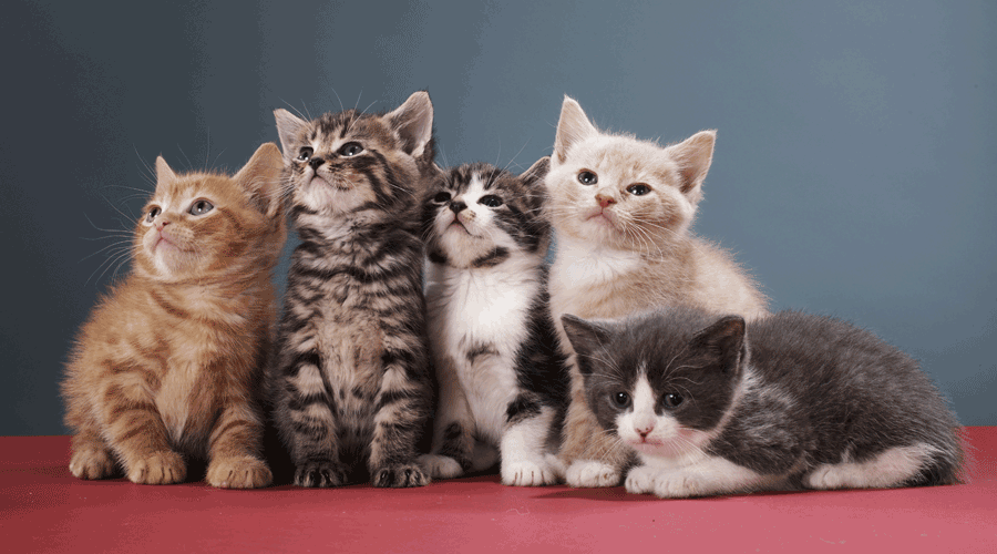 Cinc gats jovenets (Getty images)