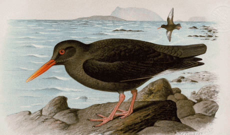 Garsa de mar negra de les Canàries