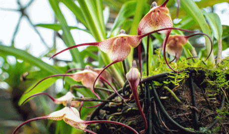Un exemplar d'orquídia cara de mono