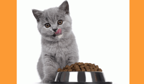 Un gat petit gaudint del menjar