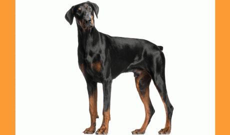 Un gos de la raça Dòberman