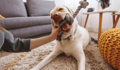 Un gos jugant amb una persona de la casa